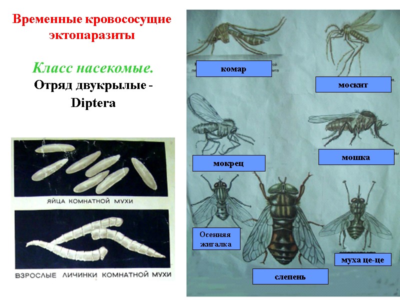 слепень муха це-це Осенняя  жигалка мошка мокрец москит комар Класс насекомые. Отряд двукрылые